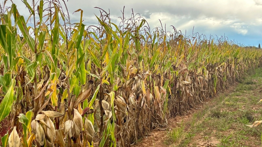 4 Bedroom Property for Sale in Bainsvlei Free State